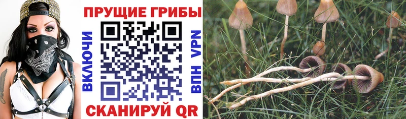 Галлюциногенные грибы мицелий  Куса 